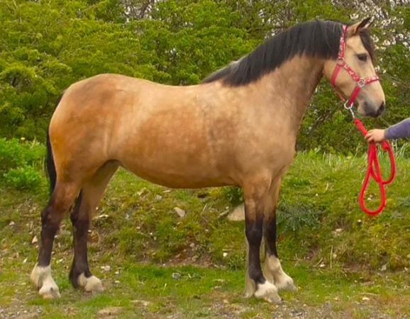 Image 7 of County Standard Buckskin Mare, 4 Whites Drastically reduced*