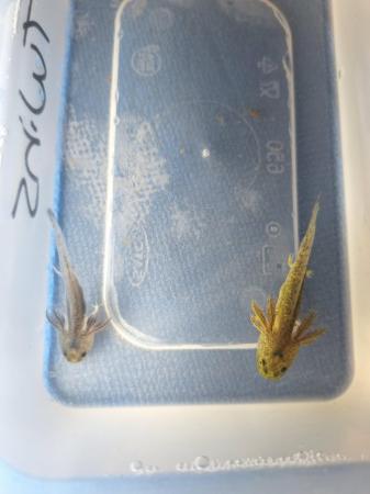 Image 3 of Young axolotls for sale