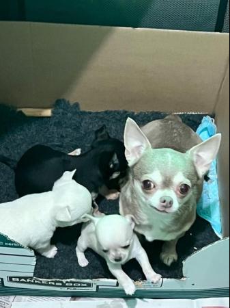 Image 4 of Chihuahua puppy for sale