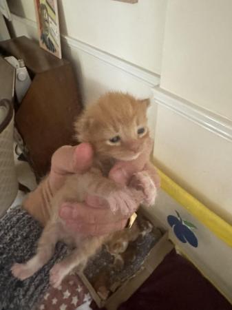 Image 3 of GINGER Kittens born ready in early August for new homes