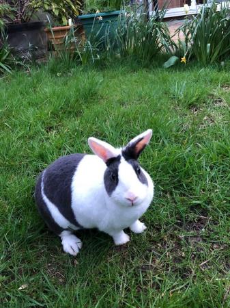 Image 4 of Beautiful Rabbits for sale