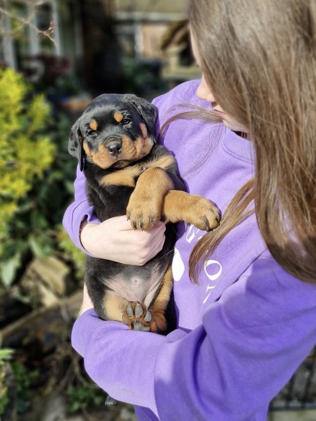 6 month old hot sale rottweiler for sale