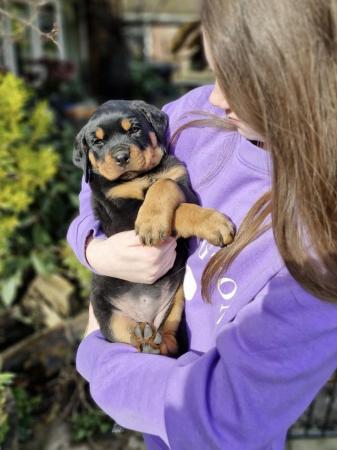 Image 1 of Stunning pure bred kC registered Rottweilers