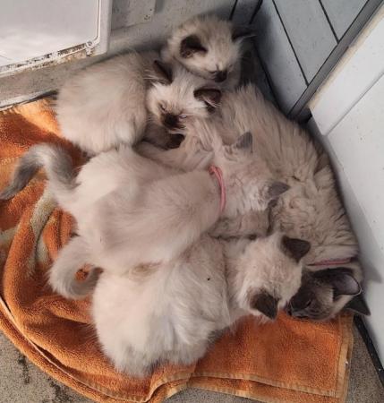 Image 16 of Ragdoll kittens ready now micro chipped £350.