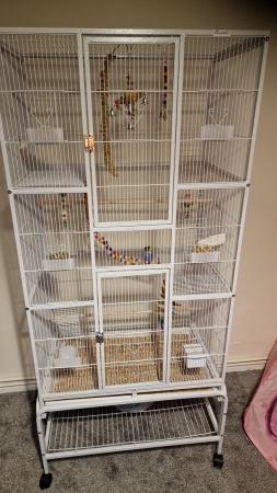 Image 3 of 5 budgies with very large cage, with everything in pics too.