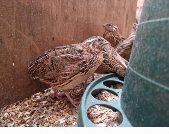 Image 1 of X20 Male Japanese Quail 6 weeks old