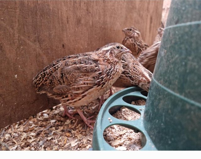 Preview of the first image of X20 Male Japanese Quail 6 weeks old.