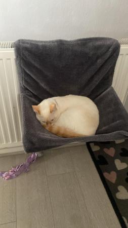 Image 4 of 8 months Flame point siamese cross rag doll Rare Female