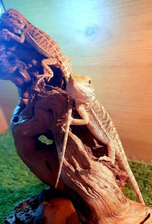 Image 7 of Baby bearded dragons ready now
