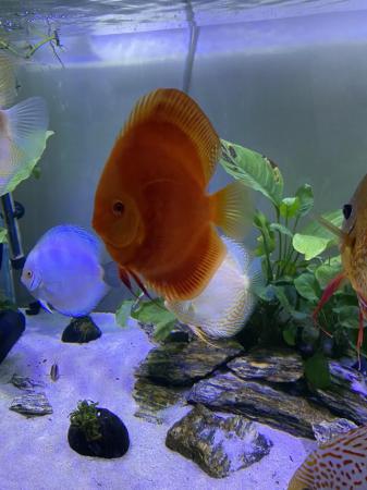 Image 1 of Chens discus all large ones ( some free )