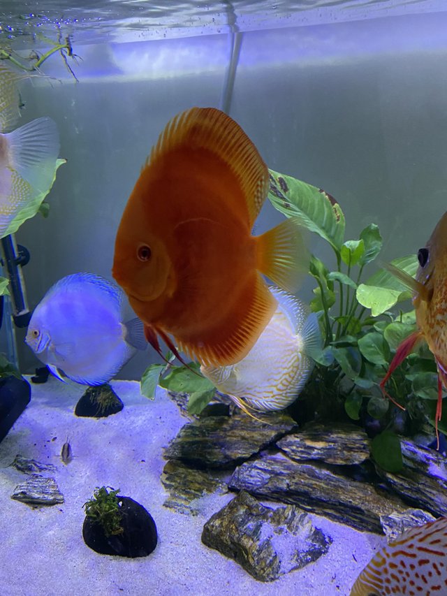 Preview of the first image of Chens discus all large ones ( some free ).