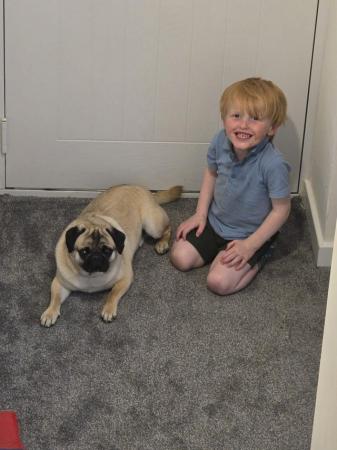 Image 2 of 3 year old pug called max