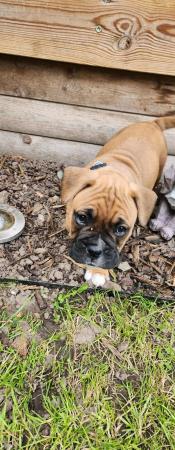 Image 11 of Boxer / French bulldog (froxer) puppies