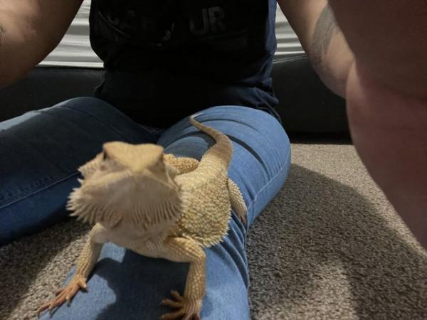 Image 5 of 5ish month old friendly bearded dragon