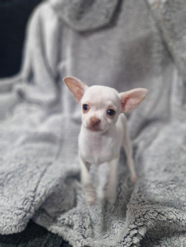 Preview of the first image of Pure breed Chihuahua puppies (All found new homes).