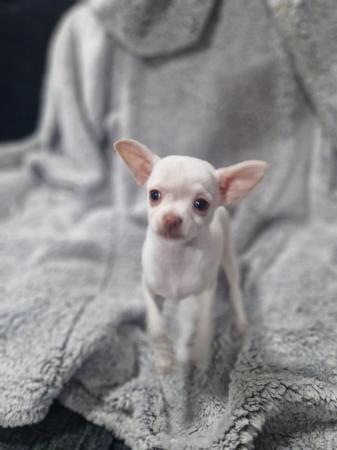 Image 1 of Pure breed Chihuahua puppies (All found new homes)