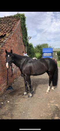 Image 2 of 15hh Mare - Available for full loan