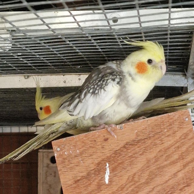 Preview of the first image of Various cockatiel mutations.