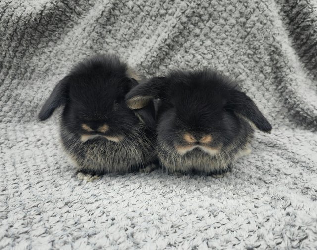 Preview of the first image of Purebred mini lops - black otter.