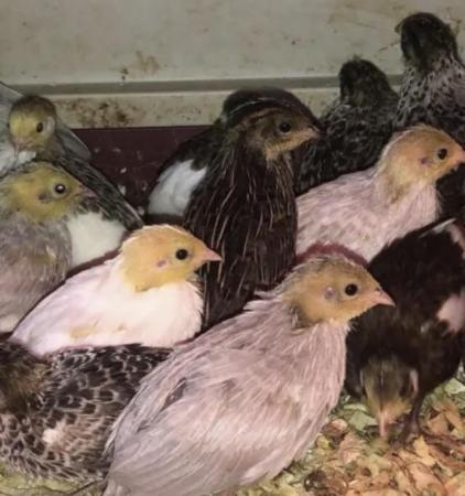Image 10 of SEXED QUAILS AVAILABLE/31STMAY !