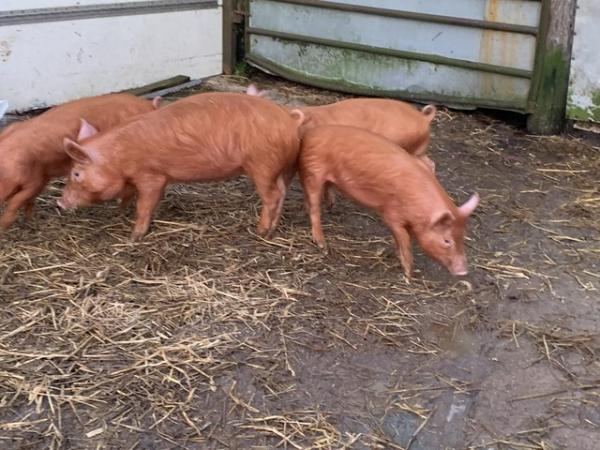 Image 2 of Tamworth Pigs for sale. Weaners and stores