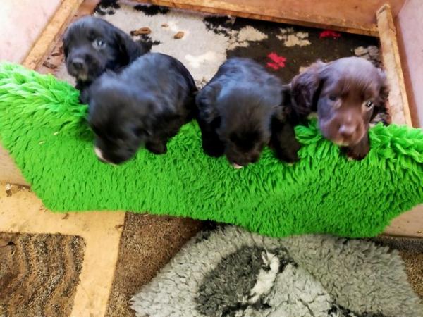 Image 5 of Cocker spaniel puppies all boys