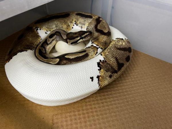 Image 4 of Female Pastel Pied Royal Python