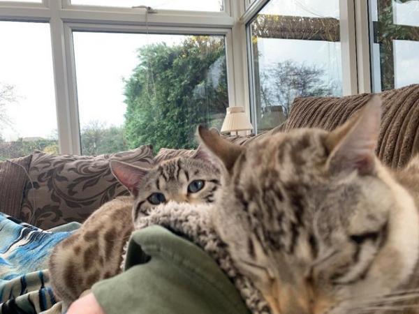 Image 8 of Snow Mink Blue Eyed Bengal Brothers