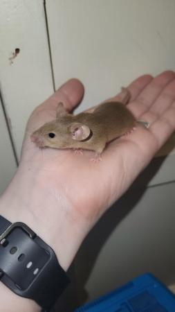 Image 2 of Ready now, beautiful baby mice £2.50 great pets