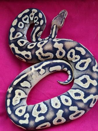 Image 3 of Female pastel phantom or mojave royal python