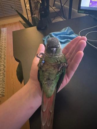 Image 1 of Hand Tame Green Cheek Conure
