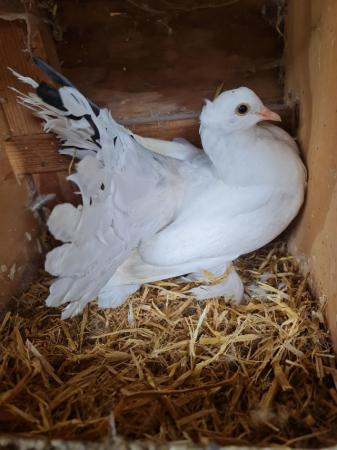 Image 9 of Garden pigeons for sale
