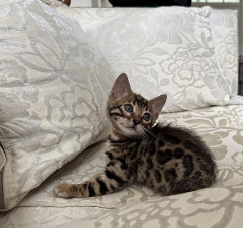 Image 12 of TICA registered bengal kittens for sale!??