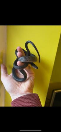 Image 4 of **REDUCED**Black house snake male 2 years old