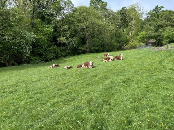 Image 2 of Herefords with calves at foot