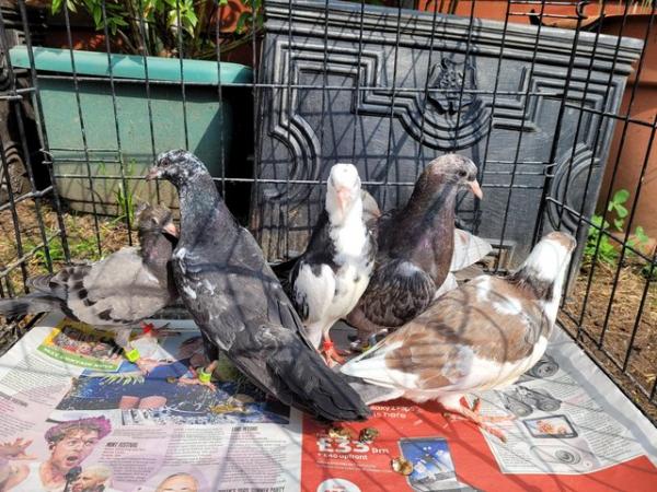 Image 2 of 9 Young Pigeons For Sale In Essex