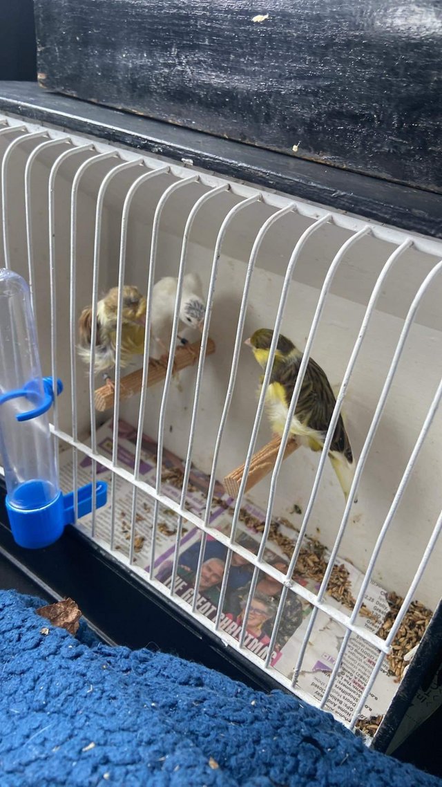 Preview of the first image of Two cock canaries for sale.