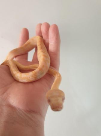Image 2 of female albino carpet python