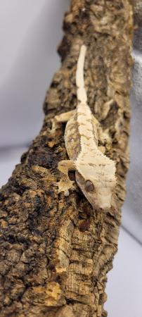 Image 5 of Gorgeous Tri Colour Crested Gecko ready for forever home