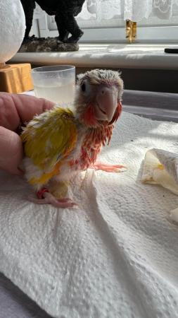Image 6 of Hand reared baby conures Various different mutations