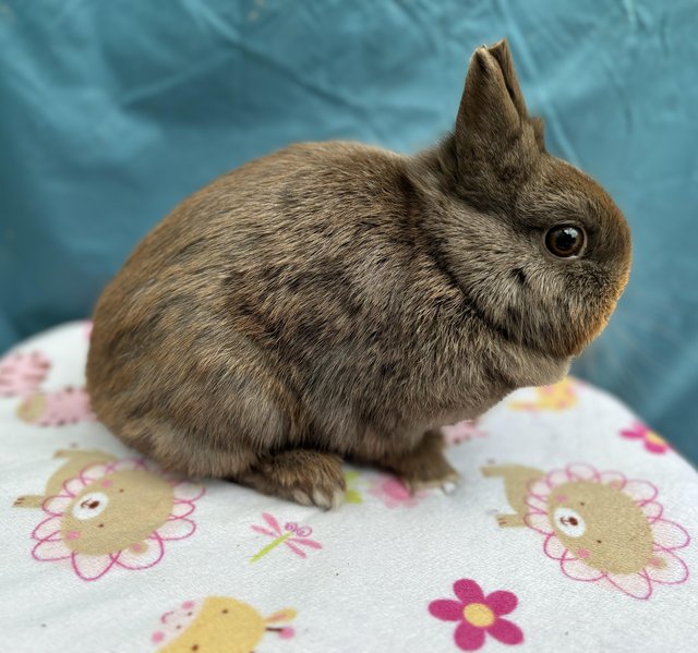 Preview of the first image of REW Netherland Dwarf Buck.