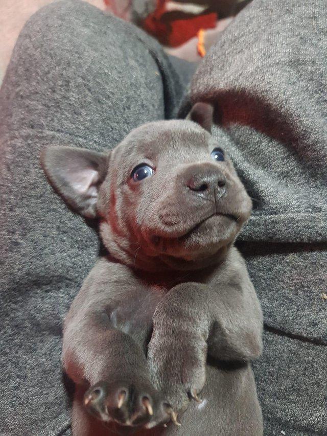 Preview of the first image of KC Reg Blue Staffordshire bull terrier for sale.