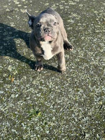 Image 5 of Lilac merle frenchbull puppies 1 girls 1 boys left for sale