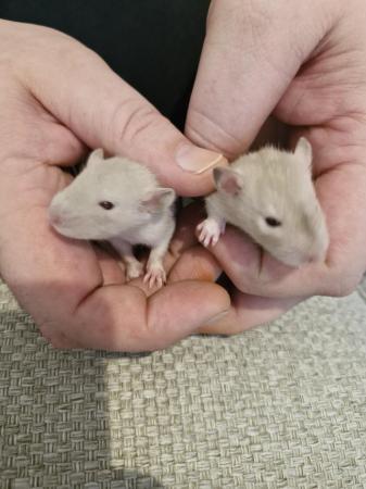 Image 5 of Female baby rats ready now
