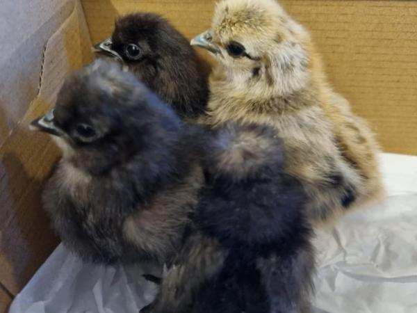 Image 3 of Silkie Bantam chicks for sale