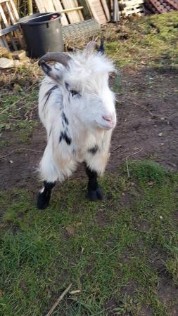 Image 1 of Pygmy wether goat ( no nuts )