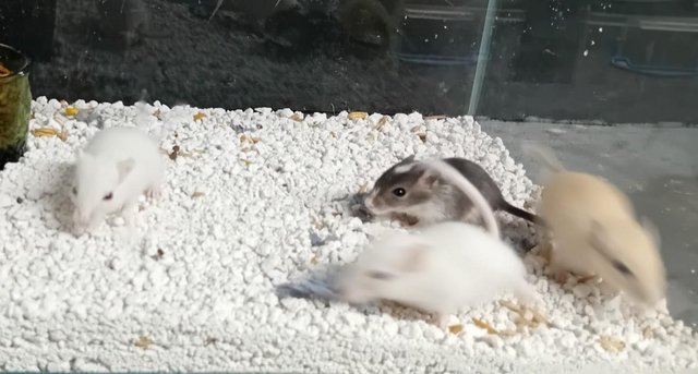Image 9 of Baby Gerbils males and females