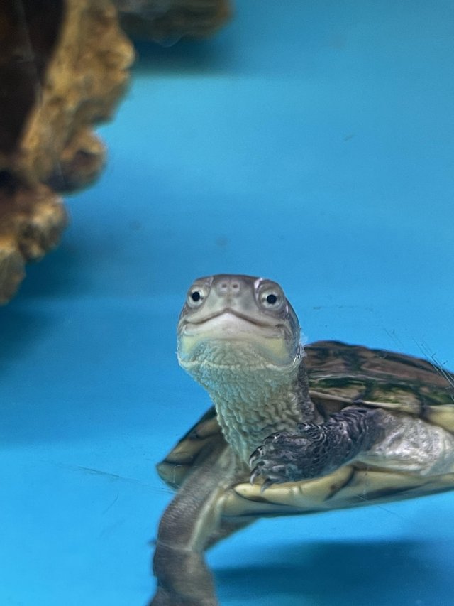 Preview of the first image of Yellow Pond Turtles (Mauremys mutica) At Urban Exotics.