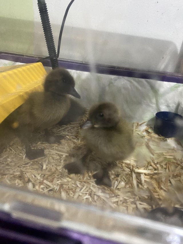 Preview of the first image of Female Kharki Campbell ducklings off heat outside.