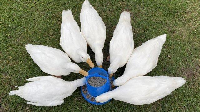Image 3 of Beautiful Male Pekin Ducks for sale